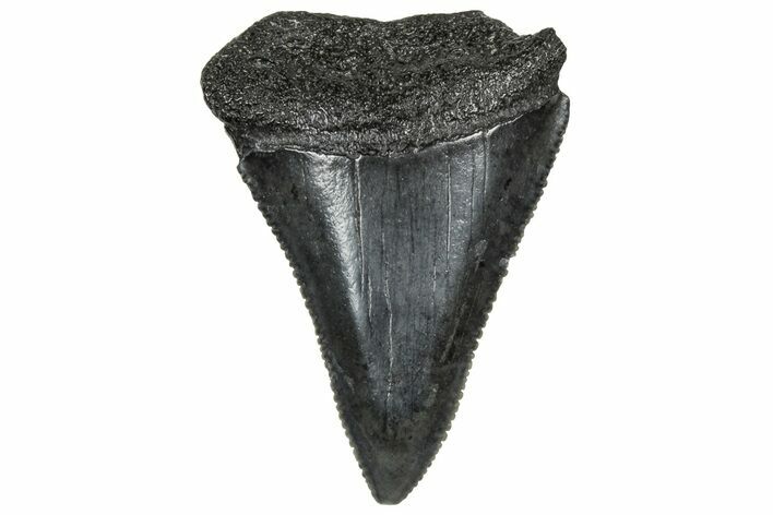 Serrated, Fossil Great White Shark Tooth - South Carolina #328919